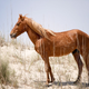 Imagen para el artículo titulado Estos caballos salvajes tienen un truco para sobrevivir a los huracanes sin ayuda del ser humano
